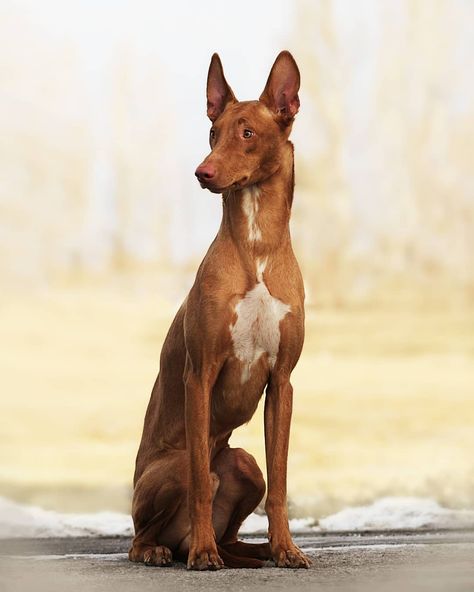 Dog Sale, Fantasy Country, Healthiest Dog Breeds, Dog For Sale, Cutest Pets, Ibizan Hound, Expensive Dogs, Rare Dogs, Game Hunting