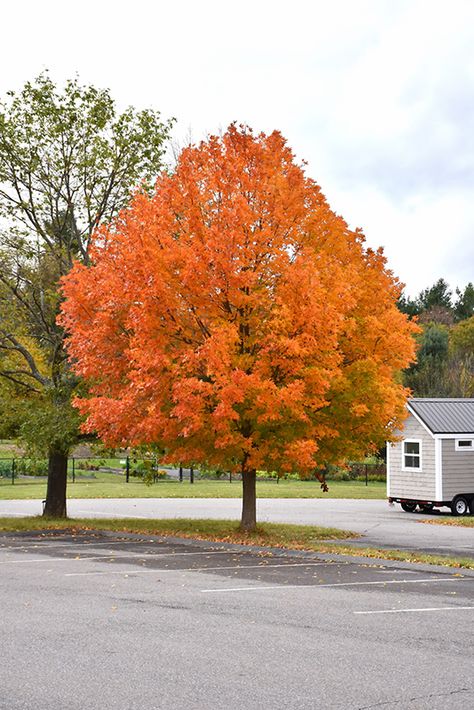 Best Shade Trees, Sugar Maple Tree, Landscaping Trees, Favourite Season, Banana Tree, Sugar Maple, Computer Art, Shade Trees, Garden Accents