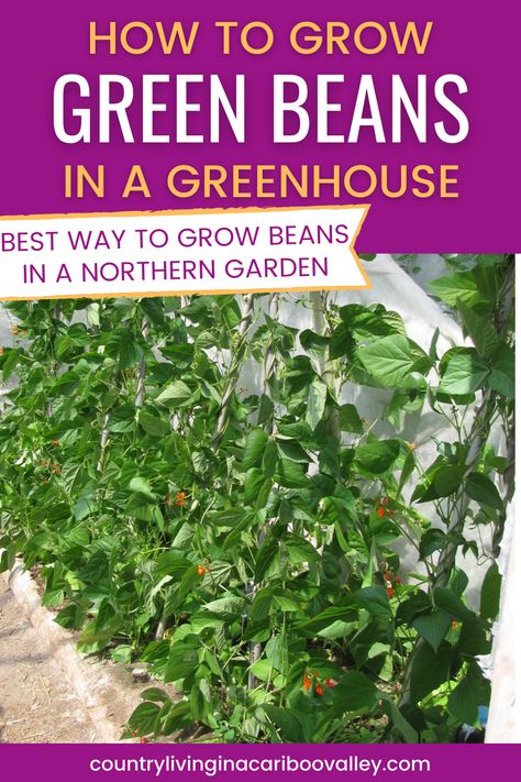 Grow Green Beans, Grow Beans, Canning Beans, Bean Garden, Scarlet Runner Beans, Growing Green Beans, Growing Beans, Easy Vegetables To Grow, Bean Plant