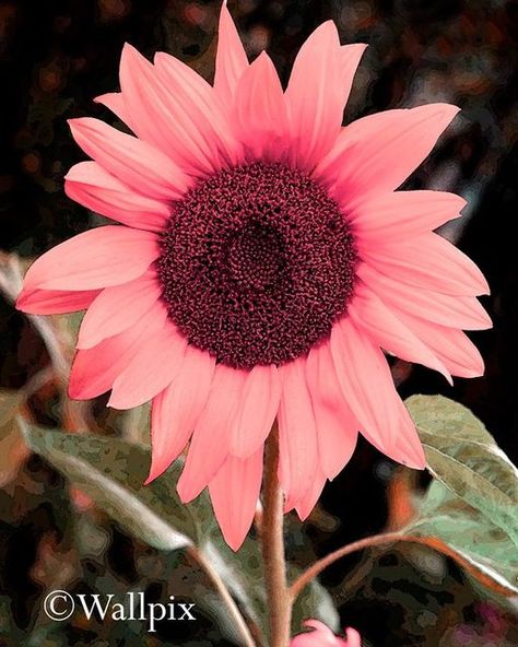 @christopher965620 on Instagram: "Pink sunflower" Sunflower Wallpaper Iphone, Sunflower Iphone Wallpaper, Pink Sunflowers, Sunflowers And Daisies, Sunflower Pictures, Sunflower Wallpaper, Quirky Art, Phone Backgrounds, Wallpaper Iphone