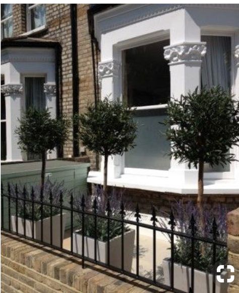 Small tree suggestions for driveway — BBC Gardeners' World Magazine Olive And Lavender, Victorian Front Garden, Small Front Gardens, Porch Plants, Front Gardens, Front Garden Design, Front Courtyard, Pretty Garden, Victorian Terrace