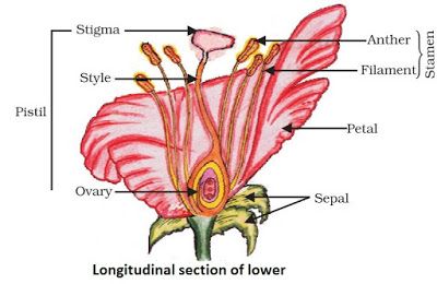 Notes of Ch 8 How do Organisms Reproduce?| Class 10th Science - Study Rankers Science Notes Biology, Class 10 Science Notes Biology, Class 10 Science Notes, Biology Class 12, Notes Biology, Class 10 Science, Longitudinal Section, Flower Structure, Neet Exam