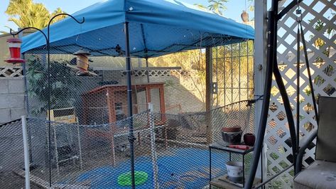 Diy Bird Aviary Outdoor, Backyard Aviary, Type Of Birds, Portable Shade, Diy Gazebo, Screen Tent, Portable Gazebo, Security Screen Door, Diy Tent