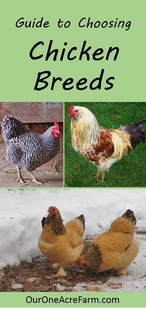 Want backyard chickens for eggs? Meat? Beauty? Calm companionship? For a cold climate? For a hot climate? For children? For showing? How about the best breeds are for a very small space? Here's a great guide to choosing chicken breeds to help you choose just the right breeds for your needs. Chickens Breeds, Chickens For Eggs, Chicken Life, Crazy Chicken Lady, Keeping Chickens, Building A Chicken Coop, Chicken Coop Plans, Backyard Chicken Coops, Chickens And Roosters