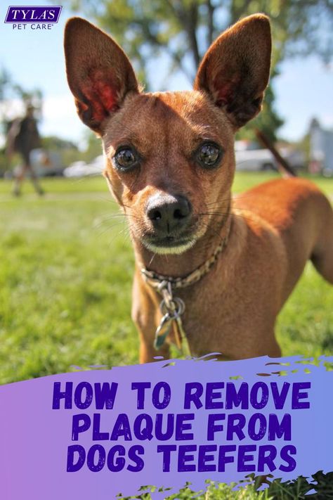 How To Remove Plaque, Dog Teeth Care, Dogs Teeth, Tooth Decay Remedies, Bad Teeth, Dog Breath, Tooth Removal, Plaque Removal, Dog Toothbrush