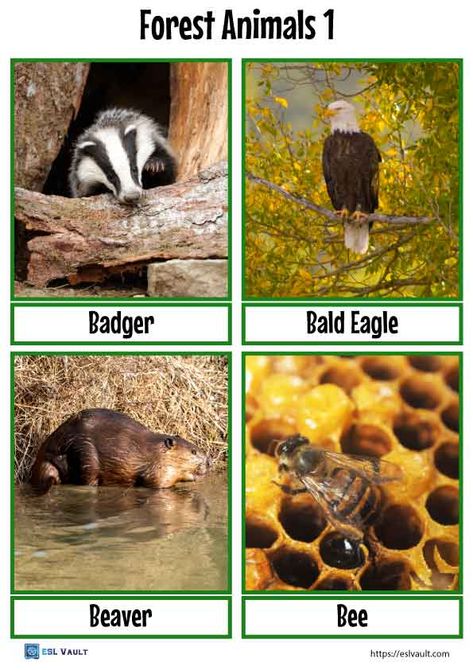 Beautiful woodlands and forest animals flashcards with real pictures. These printable PDF pages show forest animals in their natural habitats. Animals And Their Homes, Animal Flashcards, Forest Animals, Printable Cards, Real Pictures, Fun Learning, Forest, Animals, Quick Saves