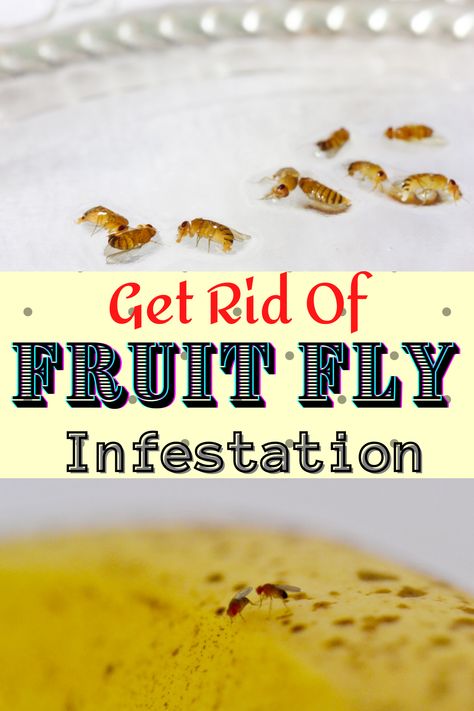 How To Get Rid Of Fruit Flys In House, Killing Fruit Flies In House, How To Rid Fruit Flies, How To Get Rid Of Fruit Flies In Drain, Fruit Flies In Drain Sinks, Home Remedy For Fruit Flies, Rid Of Fruit Flies In House, How To Get Rid Of Fruit Flies And Nats, Fruit Flies How To Get Rid Of