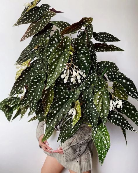 Angel Wing Begonia, Big Indoor Plants, Begonia Maculata, Plant Goals, Low Light Plants, Big Plants, Plant Decor Indoor, Monstera Plant, House Plants Decor