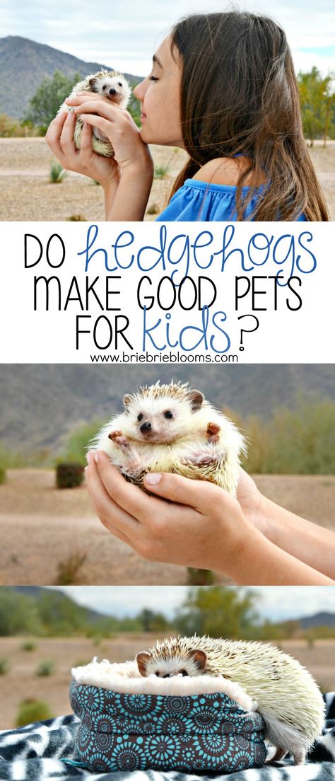 Do hedgehogs make good pets for kids? Every pet and owner relationship has it's pros and cons. Read what we've learned by our child having a pet hedgehog. Easy Pets To Take Care Of, Small Pets To Own, Hedgehog Setup, Good Pets For Kids, Hedgehog Cage Ideas, Hedgehog Travel, Small Pets For Kids, Hedgehog Supplies, Pets For Kids