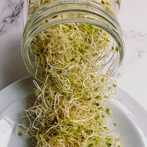 HOW TO GROW ALFALFA SPROUTS AT HOME Sprouts Health Benefits, Alfalfa Sprouts Recipes, Grow Alfalfa Sprouts, Wellness Foods, Sprout Seeds, Alfalfa Sprouts, Sprouting Seeds, Micro Nutrients, Sprout Recipes