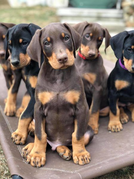 Doberman Pinscher Colors, Baby Doberman Puppies, Doberman Pinscher Aesthetic, Brown Doberman Pinscher, Perro Doberman Pinscher, Doberman Pinscher Puppies, Doberman Breeders, Doberman Normal Ears, Doberman Pinscher Ears Down