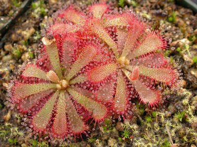 Plant Problems, Plant Guide, Peat Moss, Tropical Climate, Carnivorous Plants, Weird And Wonderful, Plant Growth, Types Of Soil, Magical Creatures