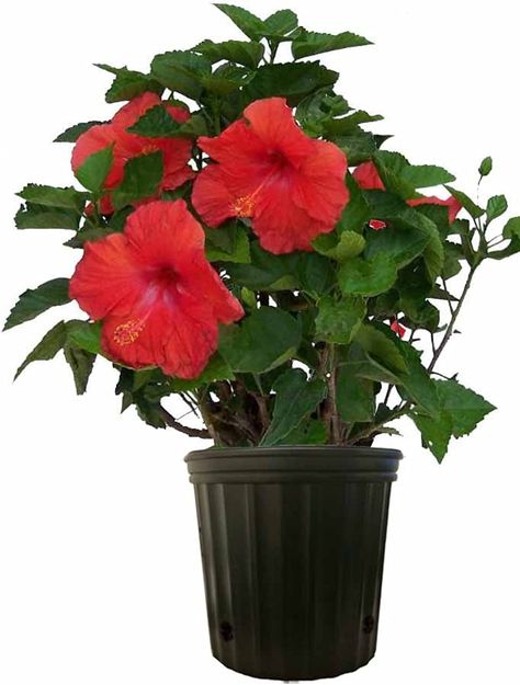 Hibiscus Bush, Hardy Hydrangea, Orange Hibiscus, Flowering Bushes, Sun Loving Plants, Hibiscus Plant, Hydrangea Paniculata, Tropical Hibiscus, Outdoor Plant