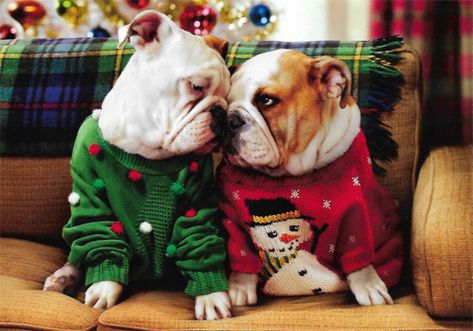 Anjing Bulldog, Puppy Obedience Training, Dog Christmas Card, Cute Bulldogs, English Bulldog Puppies, English Bulldog Puppy, English Bulldogs, Bulldog Puppies, Dog Behavior