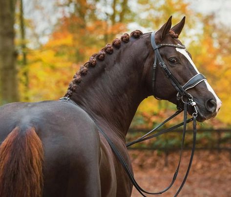 Kwpn Horse, Horse Colours, Chestnut Horses, Horse Drawing Reference, Basic Colours, Dutch Warmblood, Horse Colors, Horse Boarding, Dream Horse