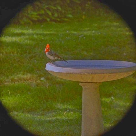 Stanley Uris Aesthetic, Bird Watching Aesthetic, Birdwatching Aesthetic, Andy Aesthetic, 1990 Aesthetic, Stanley Uris, Music Corner, It Movie, Losers Club