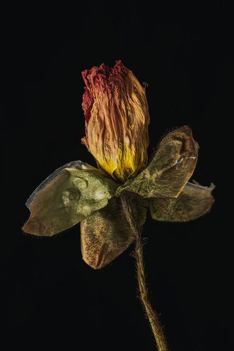 Dried poppy flower on a black background | premium image by rawpixel.com / KUTTHALEEYO Dried Poppy, Decay Art, Advertisement Background, Flower Poppy, Flowers Black Background, Image Background, Art Theme, Flower Branch, Flower Doodles