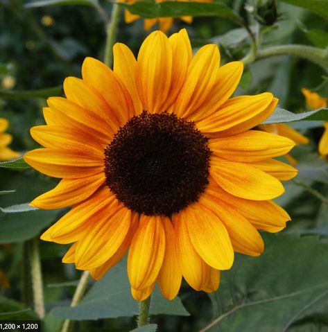 "Copper Queen is a single-stem, pollenless variety of sunflower with golden yellow petals with a mahogany center. Blooms are 4 - 5\" in diameter. Serves as an excellent field grown cut flower or as a dramatic garden addition.  Direct seeding after the last frost is recommended as root disturbance can be harmful to seedlings. Sow seeds 1\" deep. Seeds can be started indoors 2-3 weeks before the last frost to achieve early first blooms. Succession sow plants every 1 - 2 weeks to stagger bloom time Growing Cut Flowers, Yellow Petals, Flower Farmer, Plant Ideas, Magic Carpet, Handmade Copper, Sunflower Seeds, Types Of Plants, Golden Yellow