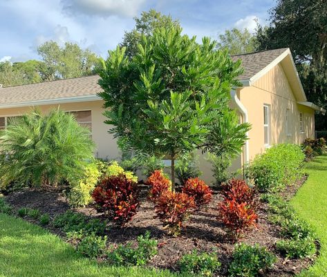 Japanese Fern Trees Overlooked in Southwest Florida - ArtisTree ArtisTree Japanese Fern Tree, Japanese Fern, Fern Tree, Florida Trees, Evergreen Ferns, Tree Tags, Landscape Maintenance, Southwest Florida, Shade Trees