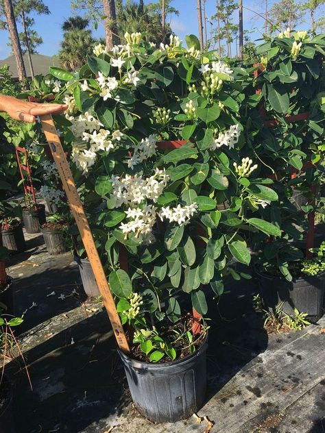 Madagascar Jasmine Indoor, Jasmine Indoor, Chameli Flower, Madagascar Jasmine, Loxahatchee Florida, Vermont House, Roof Gardens, Jasmine Plant, Side Garden