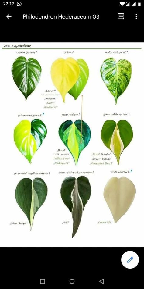 Philodendron Silver Stripe, Plant Leaf Identification, Leaf Identification, Lucky Plant, Philodendron Plant, Inside Plants, Unusual Flowers, Plant Identification, Garden Landscape Design