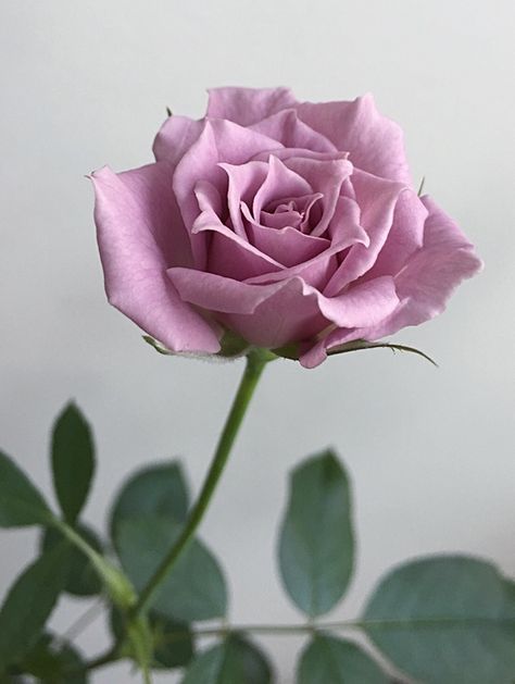 'Lavender Crystal' | Miniature Rose. Bred by Hitoshi Asami (Japan, before 1985) Rose Reference, Miniature Roses, Miniature Rose, Rose Garden Design, Buzzy Bee, Rose Photo, Bloom Blossom, Miniature Plants, Blooming Plants