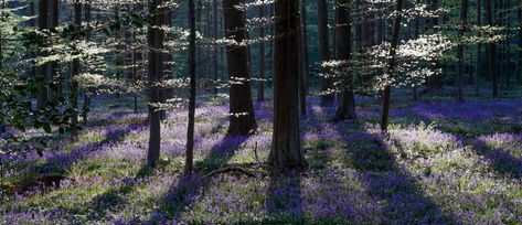 Carbon Sink, Wild Bluebell, Tree Growth, Agricultural Land, Sustainable Agriculture, Blue Forest, Sustainable Forestry, World Economic Forum, Image Frame