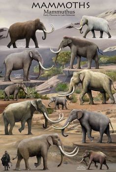 Bird Breeds, Prehistoric Wildlife, Prehistoric Dinosaurs, Elephants Photos, Prehistoric World, Ancient Animals, Prehistoric Art, Paleo Art, Extinct Animals