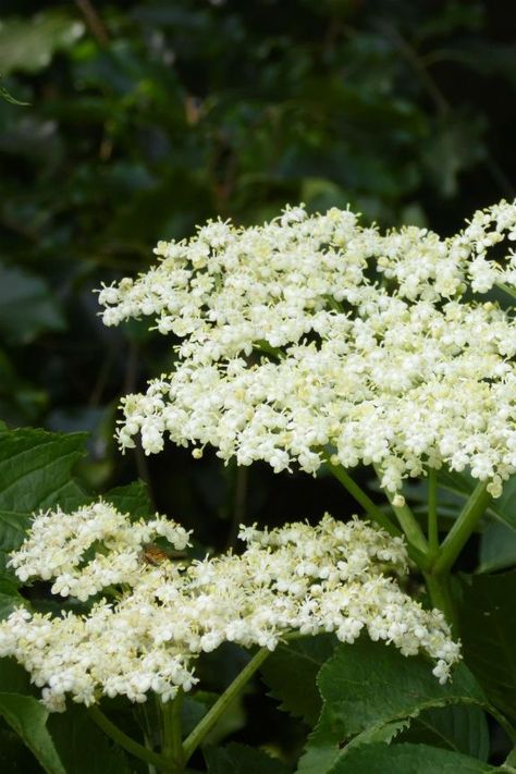 Elderberry Shrub, Growing Berries, Elderberry Wine, Squash Flowers, Elderberry Plant, Elderberry Flower, Lavender Varieties, Elderberry Recipes, Fabrication Work