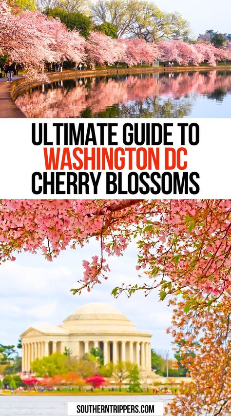 Ultimate Guide to Washington DC Cherry Blossoms Day Trips From Dc Washington, Washington Dc Cherry Blossom Festival, Cherry Blossom Festival Washington Dc, Washington Dc Spring, Cherry Blossom Washington Dc, Washington Dc Cherry Blossoms, Washington Dc Travel Guide, Dc Cherry Blossoms, Spring Travel Destinations