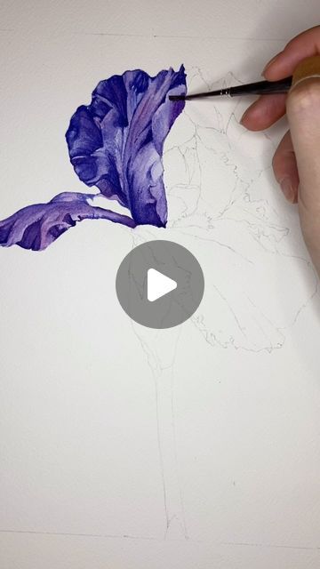 Emma Speelman | watercolor artist on Instagram: "Managed to find some time to paint today! My sister and her husband are visiting and I’ve been soaking up all the family time I can.  Today consisted of rewatching Love Island and drinking margs. 10/10 day 💜 . . . #watercolortutorial #watercolorprocess #paintingprocess #iris #watercolorflowers #watercolorpainting #watercolorflorals #watercolorreel #watercolour #aquarelle" Iris Watercolor, Watercolor Iris, Watercolour Iris, Iris Watercolor Painting Tutorial, Iris Painting Watercolour, Watercolour Iris Flower, Iris Watercolor Painting, Loose Iris Watercolor Painting, Violet Flower Watercolor Paintings