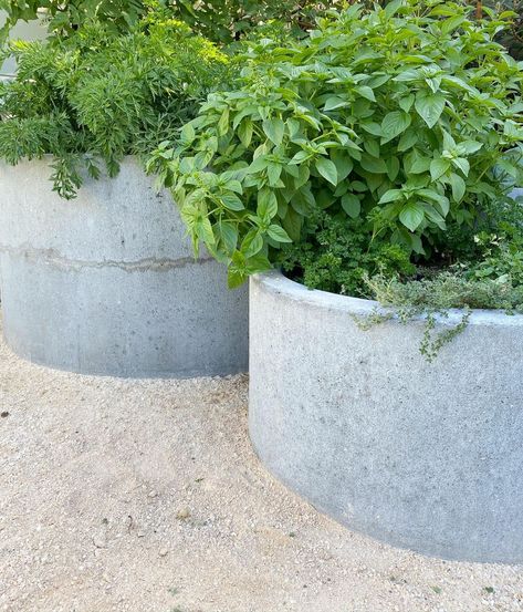 Round Planters, Australian Garden, Landscape Designer, Backyard Inspiration, Backyard Inspo, Side Yard, Concrete Planters, Garden Lovers, Veggie Garden