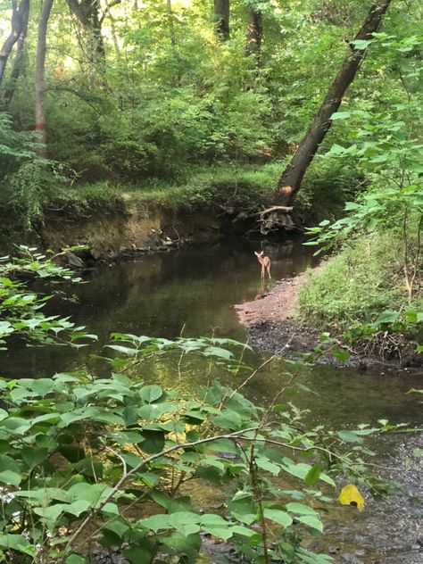 Changing Aesthetic, Forest Creek, Deer Resistant Garden, Wild Geese, Wooded Area, Deer Creek, Trees Forest, Deer, Trees