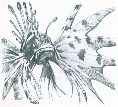 Lionfish Lionfish Drawing, Lionfish Art, Aquatic Animal, Watercolor Fish, Lion Fish, Fish Drawings, Aquatic Animals, Animal Sketches, Fish Art