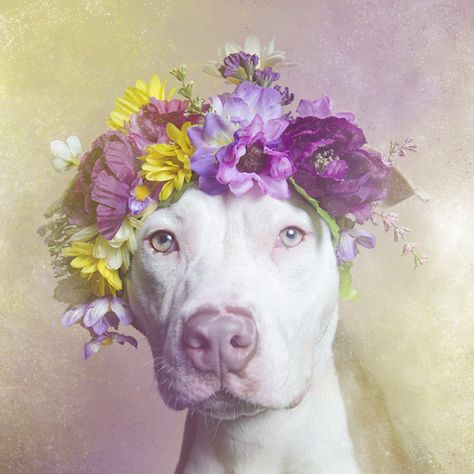 Dharma – Animal Haven Shelter Best Dog Costumes, Sony World Photography Awards, Dapple Dachshund, 강아지 그림, Pit Bull Love, Bully Breeds, Dog Costumes, Pit Bulls, Dog Photography