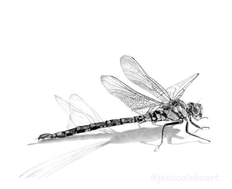 Dragonfly graphite pencil drawing.  A fun draw except for those wings, wow, they were tedious! Dragonfly Pencil Drawing, Dragonfly Drawing Sketch, Drawing Dragonfly, Dragonfly Illustration, Dragonfly Artwork, Dragonfly Images, Dragonfly Drawing, Pencil Drawing Ideas, Blind Contour Drawing