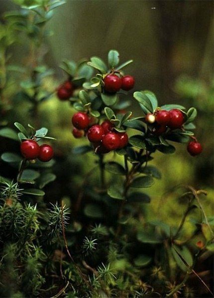 Berry Bushes, Forest Plants, Forest Flowers, Iron Age, Wild Berry, Red Berries, Fall Foliage, Botany, Nature Beauty