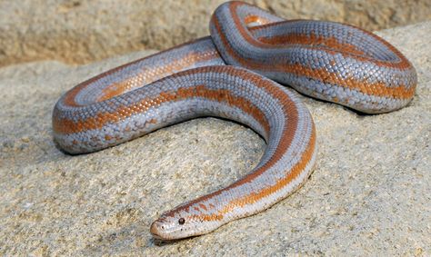 Rosy Boa Snake, Rosy Boa, Snake Turtle, Reptiles And Amphibians, Cool Pets, Amphibians, Reptiles, Animals