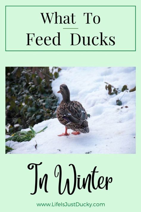 Winter Duck Waterer, Ducks In Winter, What To Feed Ducks, Duck Coop Ideas, Duck Waterer, Duck Feeder, Duck Pool, Keeping Ducks, Backyard Homesteading