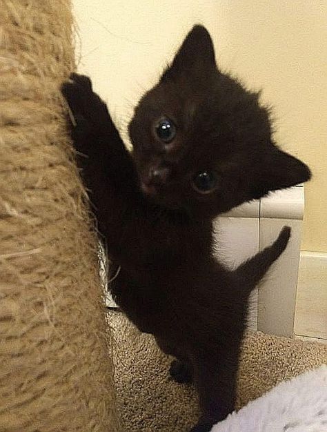 Aesthetic Cat, Cats Memes, Cats Aesthetic, Silly Cats Pictures, Cute Cats Photos, Black Kitten, Cat Icon, Cute Black Cats, Cat Cute