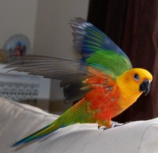 jenday conure | I'm still trying to get used to my new camer… | Flickr Types Of Pet Birds, Pet Birds Parrots, Conure Parrots, Crazy Bird, Australian Birds, Funny Birds, Pet Bird, Bird Pictures, Exotic Birds