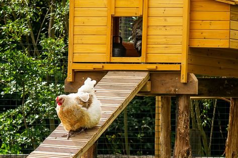 Chicken Coop Ramps | Everything You Need To Know Chicken Ramp Ideas, Chicken Ramps, Chicken Coop Ramp, Chicken Ramp, Chicken Coop Toys, Small Chicken Breeds, Largest Chicken Breed, Ramp Ideas, Chook Pen