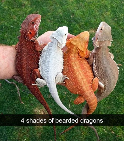 Taste the rainbow... Dragon Colors, Bearded Dragon Colors, Bearded Dragon Cute, Bearded Dragon Care, Cute Lizard, Creature Fantasy, Regnul Animal, Albino Animals, Cute Reptiles