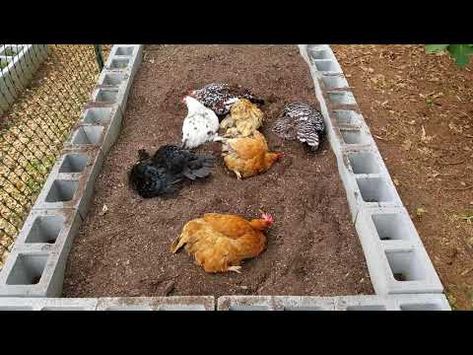 Dust Bath Ideas For Chickens, Chicken Coop Dust Bath Ideas, How To Make A Dust Bath For Chickens, Diy Chicken Dust Bath Ideas, Chicken Dirt Bath Ideas, Chicken Area Backyard, Dirt Bath For Chickens, Diy Dust Bath For Chickens, Chicken Dust Bath Containers