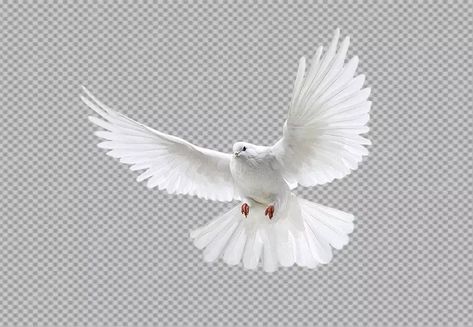 Pigeon Png, Pigeon Flying, Dove In Flight, Flying Pigeon, White Pigeon, Racing Pigeons, White Flies, The Dove, Feather Fan