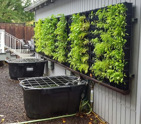 Vertical Vegetable Aquaponics – Plants On Walls Green Fence Ideas, Moorish Garden, Diy Aquaponics Fish Tank, Kratky Hydroponics, Aquaponics Fish Tank, Plants On Walls, Aquaculture Aquaponics, Greenhouse Living, Vertical Hydroponics