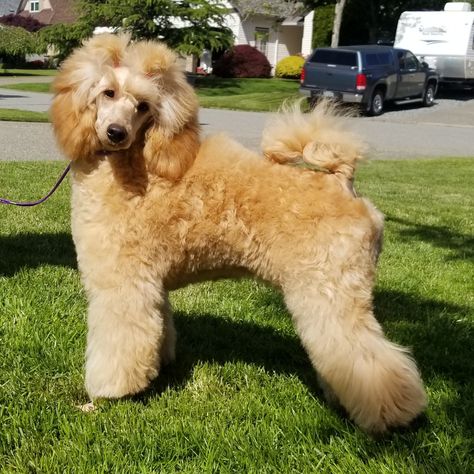 Apricot poodle Miniature Poodle Apricot, Apricot Standard Poodle, Apricot Poodle, Poodle Haircut, Poodle Grooming, Poodle Puppies, Dogs Breeds, Mini Poodles, Good Dog