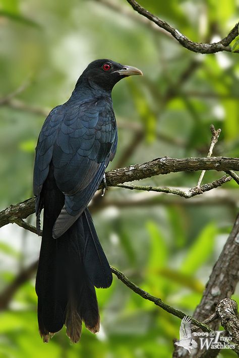 Asian Koel  (Eudynamys scolopaceus) is a member of the cuckoo order of birds, Greater Coucal Bird, Asian Koel, Asian Fairy, Persian Miniatures, Buddha Art Drawing, Amazing Birds, Persian Miniature, Floral Watercolor Paintings, Ganesh Photo