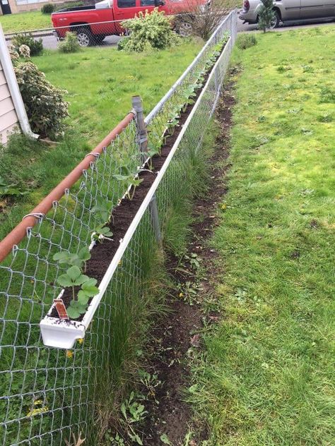 Gutter Garden Ideas, Growing Strawberries In Gutters, Strawberry Gutter Garden, Strawberries In Gutters, Arkansas Gardening, Vertikal Garden, Strawberry Beds, Gutter Garden, Strawberry Garden