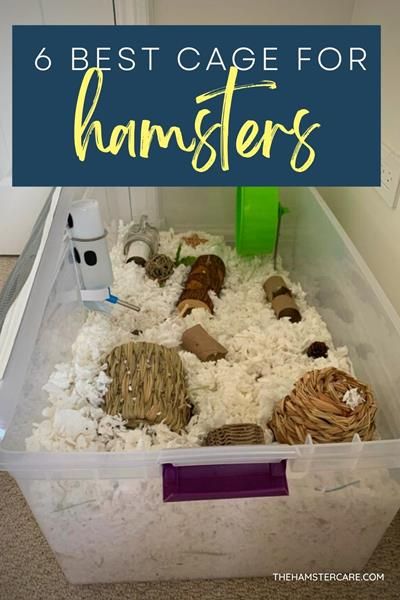 6 Types of Hamster Cages: How to choose the right one Hamster Tank, Hamster Bin Cage, Cool Hamster Cages, Robo Hamster, Aquarium Tanks, Cage Hamster, Hamster Diy, Hamster Life, Hamster Habitat